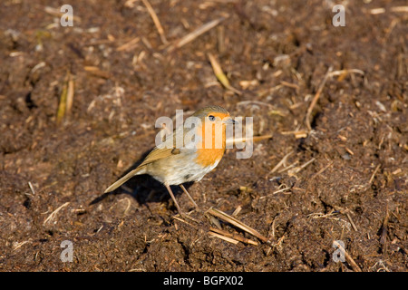 Seul Erithacus rubecula aux abords se nourrissant de dung heap du fumier à la recherche d'insectes, de Steart, Somerset et Bristol Banque D'Images