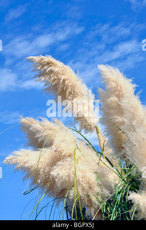 L'herbe de la pampa ornementales contre le ciel bleu Banque D'Images