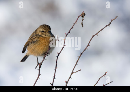 Seule femelle Saxicola torquata Stonechat assise sur un chien rose Rosa sp avec la neige fond, le Malvern Hills, Worcestershire. Banque D'Images