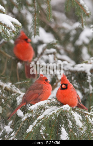 Trois mâles du cardinaux perché en sapin avec de la neige - verticale Banque D'Images