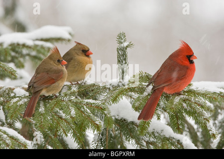 Trois Cardinaux Nord perché en sapin et de chute de neige Banque D'Images