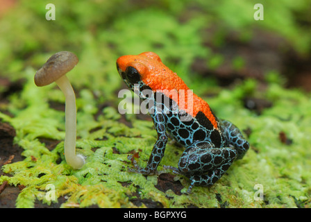 Poison Dart Frog réticulée (Dendrobates reticulatus), des profils , Allpahuayo Mishana Réserve Nationale, Iquitos, Pérou Banque D'Images