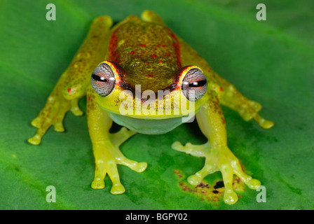 Rainette versicolore (Hyla rubracyla), adulte, San Cipriano, Cauca, Colombie, Amérique du Sud Banque D'Images