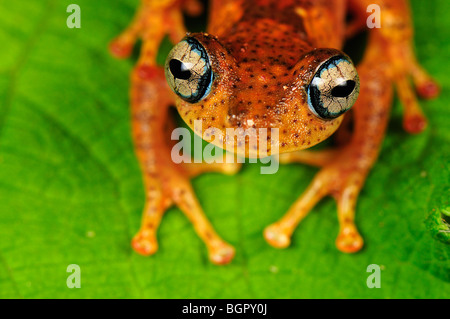 Grenouille d'arbre (Boophis tephraeomystax) (Boophis difficilis}, adulte, parc national Parc Mantadia- Andasibe, Madagascar Banque D'Images