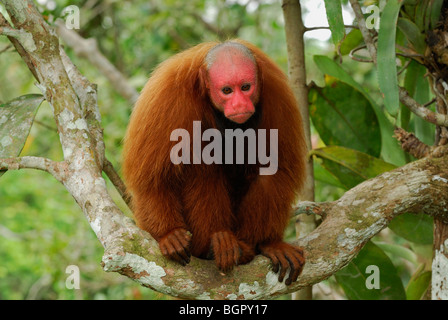 Uacari à tête rouge ou Uakari (Cacajao calvus rubicundus),des profils, Lago Preto, Pérou Banque D'Images