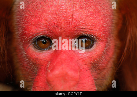 Uacari à tête rouge ou Uakari (Cacajao calvus rubicundus), adulte, Lago Preto, Pérou Banque D'Images