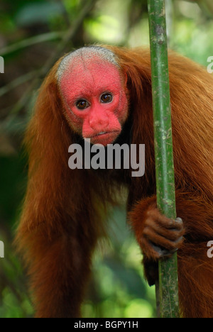 Uacari à tête rouge ou Uakari (Cacajao calvus rubicundus), adulte, Lago Preto, Pérou Banque D'Images