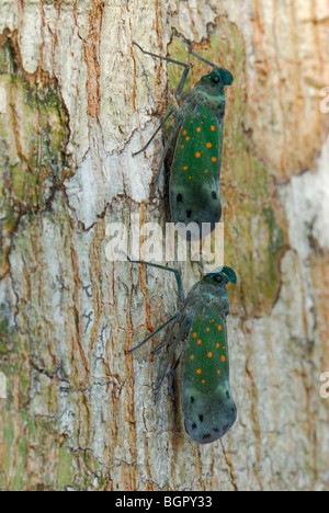 Lantern Bugs (Enchophora Porion Fulgoridae), perché sur arbre, Allpahuayo Mishana Réserve Nationale, Iquitos, Pérou Banque D'Images