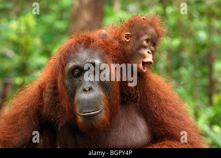 L'orang-outan de Bornéo (Pongo pygmaeus), femme avec son bébé à cheval sur son dos, Kalimantan, Bornéo, Indonésie Banque D'Images