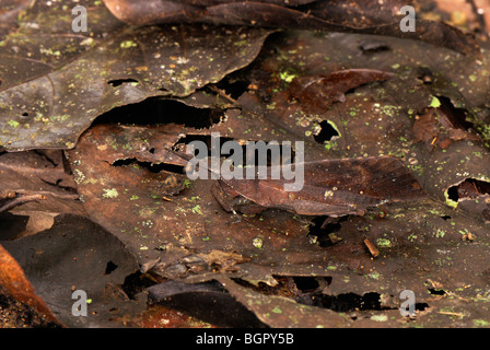 Feuille-morte sauterelle (Orthoptères), camouflée sur les feuilles mortes sur le sol forestier, Sabah, Bornéo, Malaisie Banque D'Images