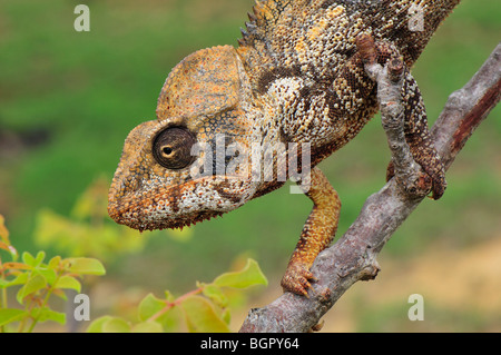 Géant malgache Madagascar ou l'Oustalet (Caméléon Furcifer oustaleti),homme adulte, Antsiranana, Madagascar Banque D'Images