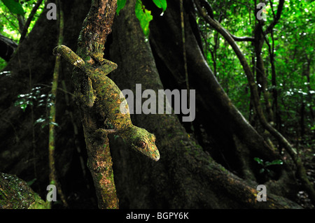 Gecko à queue de feuille moussus (Uroplatus sikorae), adulte, Montagne d'Ambre Parc National, Antsiranana, Madagascar Banque D'Images