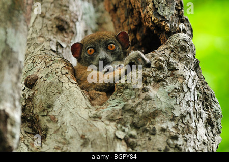 L'Ankarana (Lepilemur ankaranensis), femme avec bébé dans l'arbre, Parc National d'Ankarana, Nord de Madagascar Banque D'Images