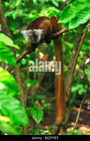 Lémurien noir (Eulemur macaco macaco), femme, Lokobe Nature Réserve spéciale, Nosy Be, Nord de Madagascar Banque D'Images