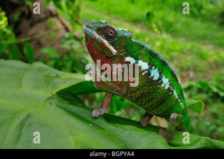 Caméléon panthère (Furcifer pardalis),Mâle, Mananara, est de Madagascar Banque D'Images