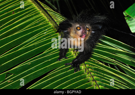 Aye-aye (Daubentonia madagascariensis), des profils de nuit, Mananara, est de Madagascar Banque D'Images