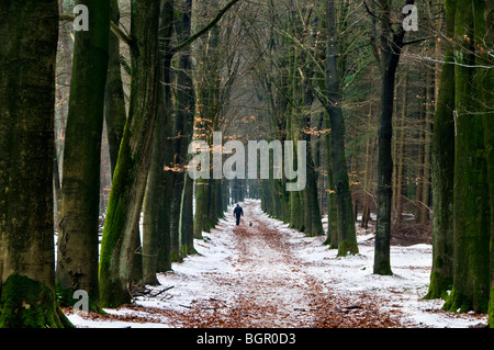 Un homme promenait son chien le long d'un chemin couvert de neige dans les bois aux Pays-Bas Banque D'Images