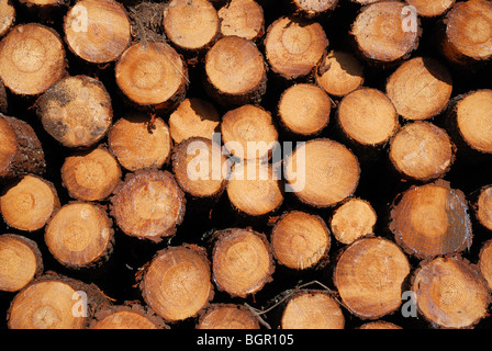 Close-up of wood pile. Image fonds en bois. Banque D'Images