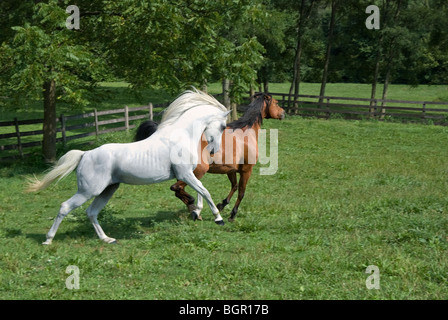 Stock photo de deux exécutant Arabians en pâturage, une paire d'accouplement d'un étalon blanc et jument baie. Banque D'Images