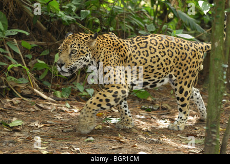 Jaguar (Panthera onca), marche à pied, le Belize Banque D'Images