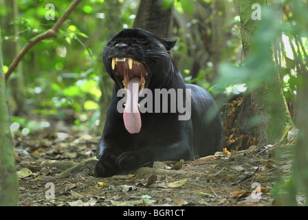 Jaguar ou Panther noir (Panthera onca), des profils de bâiller, Belize Banque D'Images