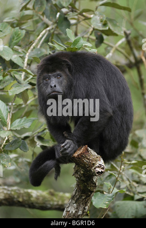 Singe hurleur noir ou du Guatemala (Alouatta pigra), des profils en arbre, Belize Banque D'Images