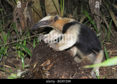 Le sud de Tamandua ou moins Anteater (Tamandua tetradactyla), adulte qui à une termitière, Belize Banque D'Images