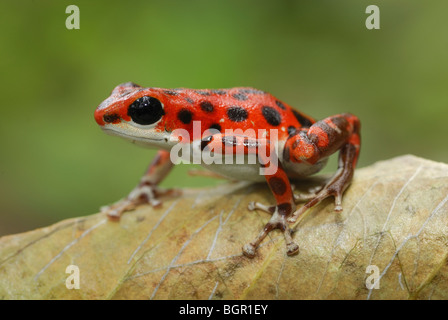Strawberry Poison Frog (dendrobates pumilio), adulte, Bastimentos Parc National, Bocas del Toro, PANAMA Banque D'Images