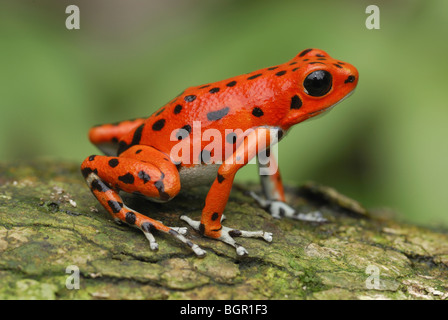 Strawberry Poison Frog (dendrobates pumilio), adulte, Bastimentos Parc National, Bocas del Toro, PANAMA Banque D'Images