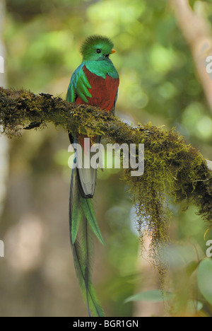 Quetzal resplendissant (Pharomachrus mocinno), homme perché sur une branche couverte de lichen, le Cierro La Muerte, Costa Rica Banque D'Images