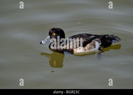 Fuligule morillon femelle Banque D'Images