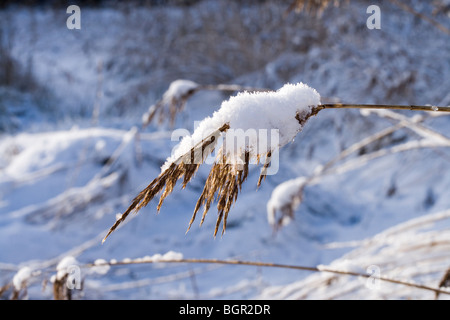 Politique ou 'Norfolk' Reed Phramites australis, panicules ou épis, plus accablés par la neige fraîche. Banque D'Images