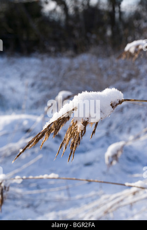 Politique ou 'Norfolk' Reed Phramites australis, panicules ou épis, plus accablés par la neige fraîche. Banque D'Images