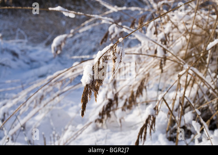 Politique ou 'Norfolk' Reed Phragmites australis. Panicule ou tête de semences, surchargés de neige. Hickling, Norfolk. L'hiver. Banque D'Images