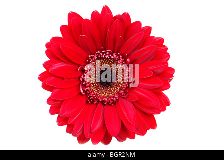 Fleur gerbera rouge isolé sur fond blanc Banque D'Images