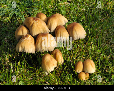 Coprinus micaceus chatoyante, Inkcap Banque D'Images