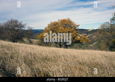 Les champs et d'arbres le long de la piste des pics, des pinacles National Monument, Californie, États-Unis d'Amérique Banque D'Images