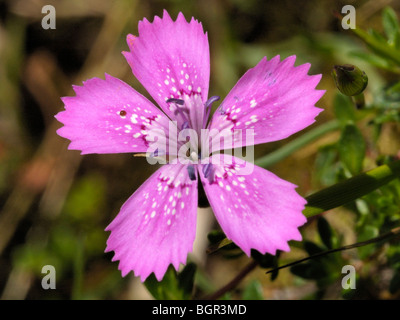 Rose de jeune fille, Dianthus deltoides Banque D'Images