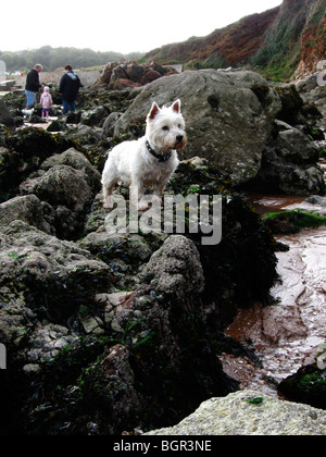 Un petit chien de terrier West Highland, à alerter sur les rochers sur une plage. Banque D'Images