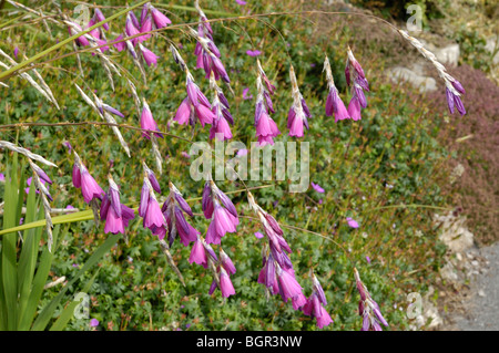 Canne à pêche de l'ange ou Wandflower Banque D'Images