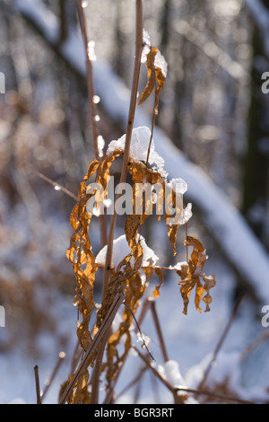 La fonte de la neige sur les feuilles mortes de l'osmonde royale (Osmunda regalis). Banque D'Images