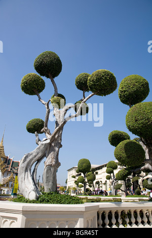 Le Grand Palais, la brosse à dents arbre - Streblus Asper Lour Banque D'Images