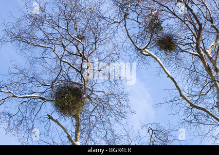 Downy ou cheveux Bouleau (Betula pubescens) grippée ou parasatized par 'Witches' broom-, champignon (Taphrina betulina). Banque D'Images