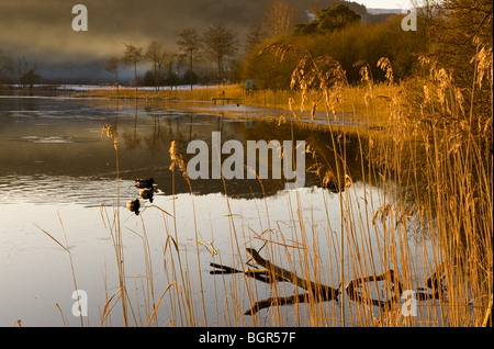 Loch Ard dans les Trossachs, Aberfoyle, Ecosse, Banque D'Images