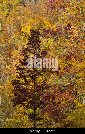 La couleur en automne près de la rivière Telico dans la forêt nationale de Cherokee au Tennessee Banque D'Images