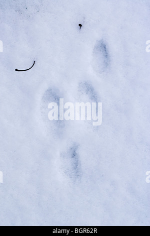 Lapin (Oryctolagus cuniculus). Dans des empreintes de pieds de neige. Pied arrière s'imprime en milieu droit, l'avant-pied en haut, à gauche ci-dessous. Banque D'Images