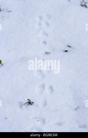 Lapin (Oryctolagus cuniculus). Dans des empreintes de pieds de neige. L'exécution de l'animal. Banque D'Images