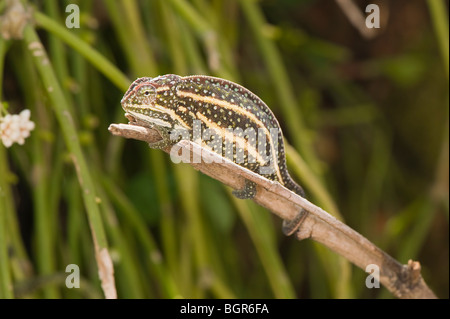 Le Furcifer campanii (caméléon Furcifer campanii), Madagascar Banque D'Images