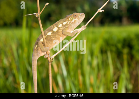 Femme caméléon panthère (Furcifer pardalis), Madagascar Banque D'Images