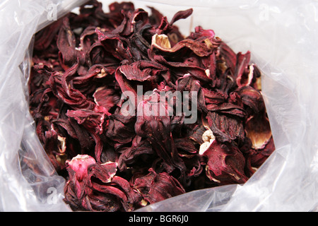 Roselle, Hibiscus sabdariffa. Très courant au Mexique pour préparer l'eau douce. Banque D'Images